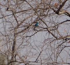 Coracias abyssinicus