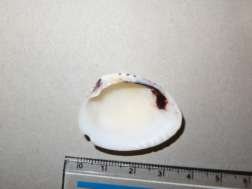 Gafrarium pectinatum