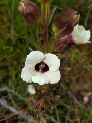 Melasma scabrum scabrum