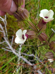 Melasma scabrum scabrum