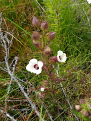 Melasma scabrum scabrum