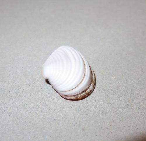 Corbula erythrodon