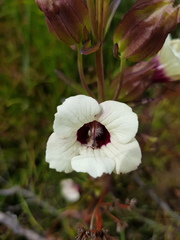 Melasma scabrum scabrum