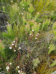 Melasma scabrum scabrum