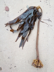 Laminaria hyperborea