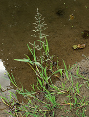 Catabrosa aquatica