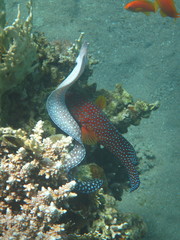 Gymnothorax nudivomer