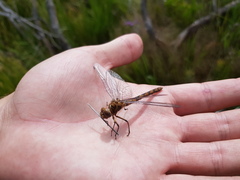 Syncordulia serendipator