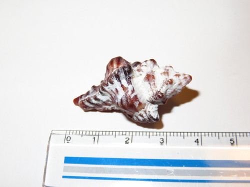 Chicoreus brunneus
