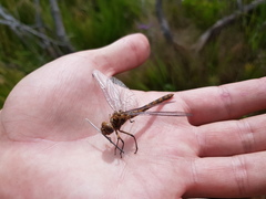 Syncordulia serendipator