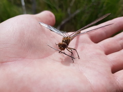 Syncordulia serendipator