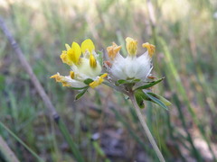 Anthyllis vulneraria polyphylla