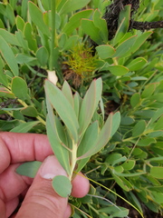 Protea effusa