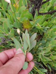 Protea effusa