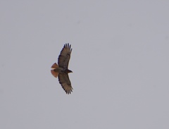 Buteo auguralis