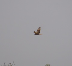 Buteo auguralis