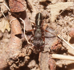 Rhytidoponera tasmaniensis