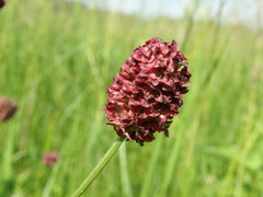 Sanguisorba officinalis
