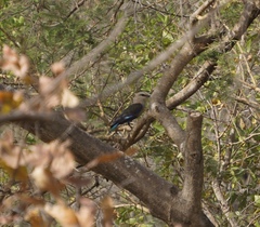 Coracias cyanogaster