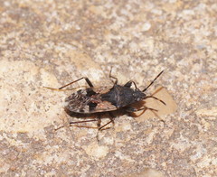 Euander lacertosus