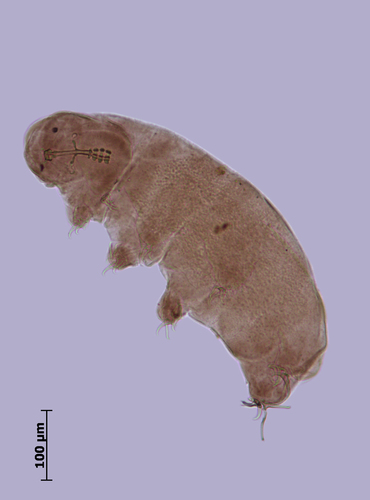 Isohypsibius baicalensis image