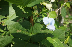 Psophocarpus tetragonolobus