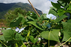 Psophocarpus tetragonolobus