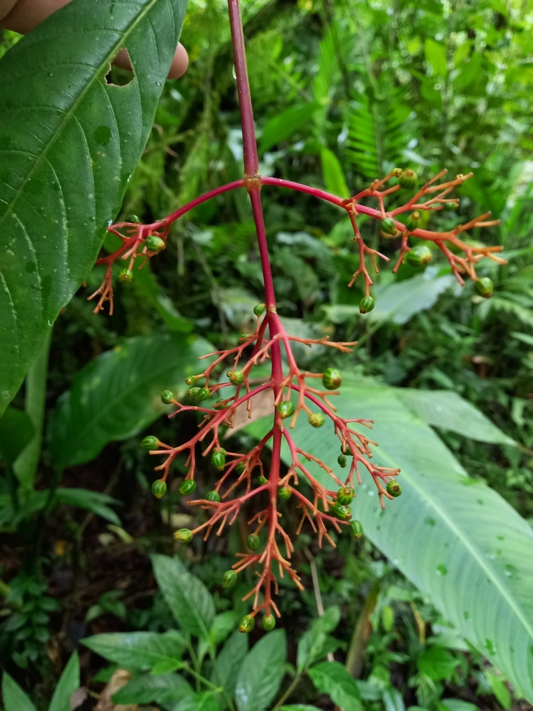 Palicourea padifolia from Jinotega, Nicaragua on July 19, 2023 at 1208