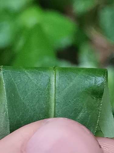 Image of Persicaria mitis by (c) Ljaž, some rights reserved (CC BY)