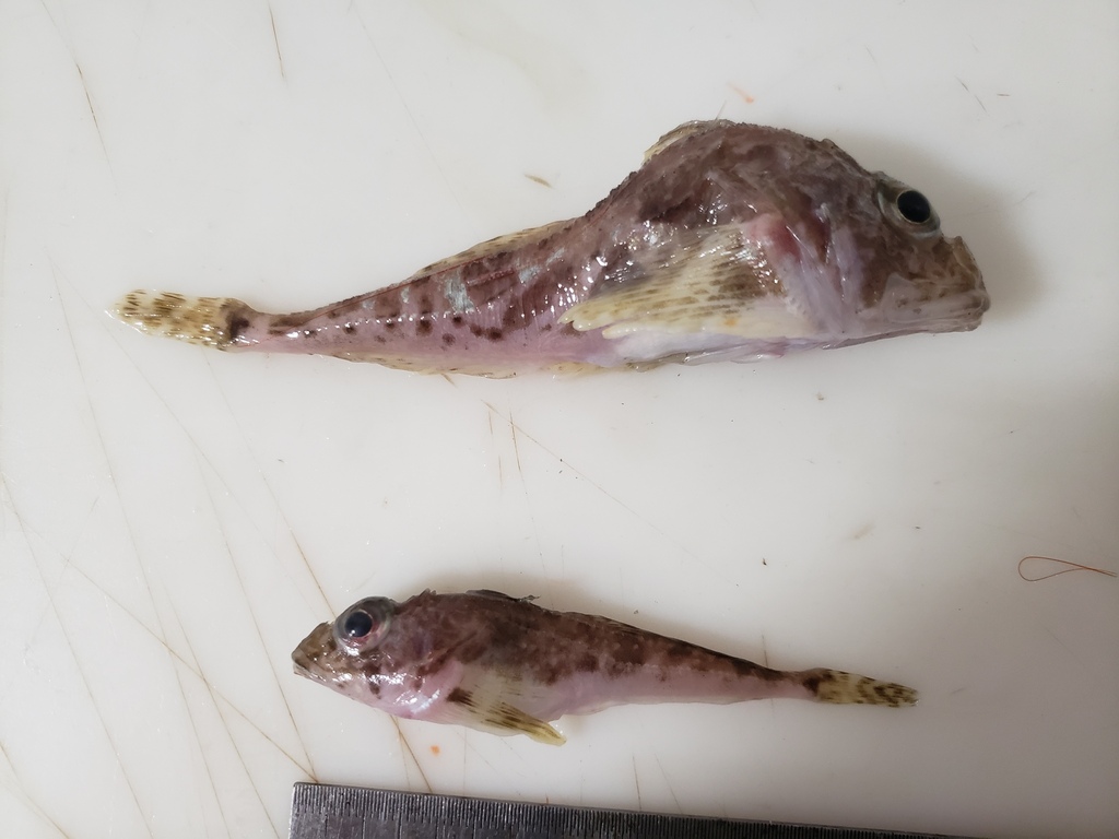 Two-Horn Sculpin