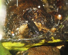 Mannophryne lamarcai