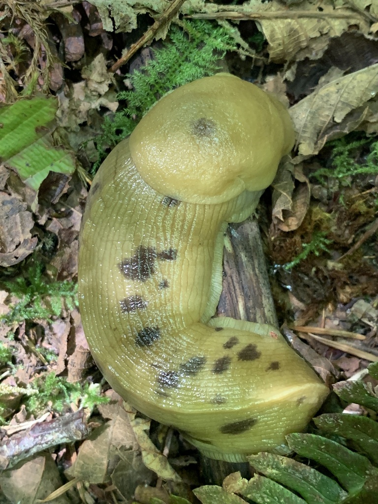 Pacific Banana Slug from Ilwaco, WA, US on July 31, 2023 at 0153 PM by