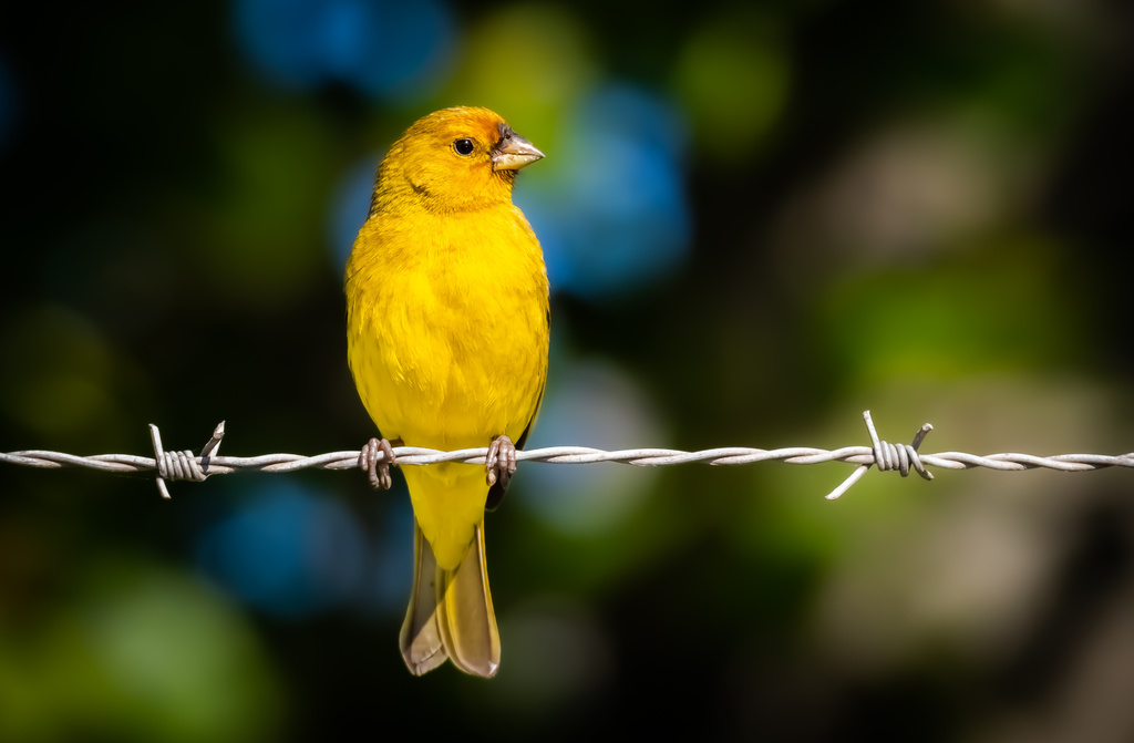 Yellow-Finches