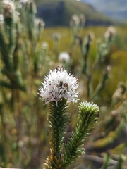 Stilbe albiflora