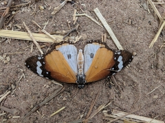 Danaus chrysippus alcippus
