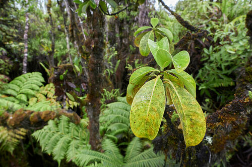 Psychotria hawaiiensis observed 2023-07-23