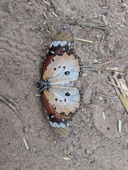 Danaus chrysippus alcippus
