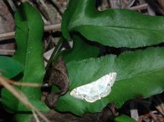 Scopula propinquaria