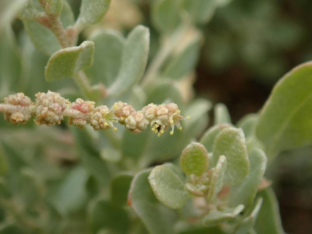 Cape Saltbush