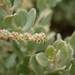 Cape Saltbush - Photo (c) Odette Curtis, some rights reserved (CC BY-NC), uploaded by Odette Curtis