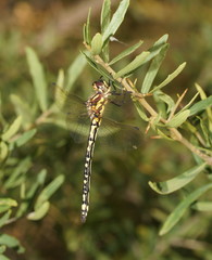Eusynthemis virgula