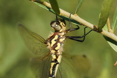 Eusynthemis virgula