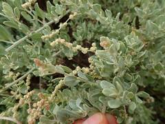 Atriplex vestita