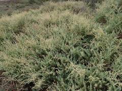 Atriplex vestita