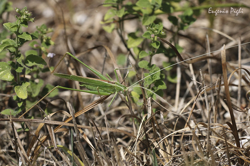 Lily Bush-cricket, Provincia di Verona, Italia, photo 10 of 10