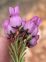 Erica obliqua
