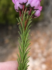 Erica obliqua