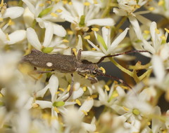 Pempsamacra pygmaea