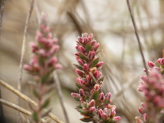 Leucopogon microphyllus