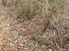 Leucopogon microphyllus